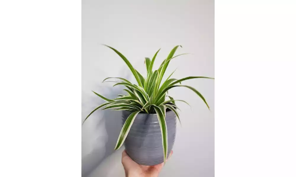 Spider plant